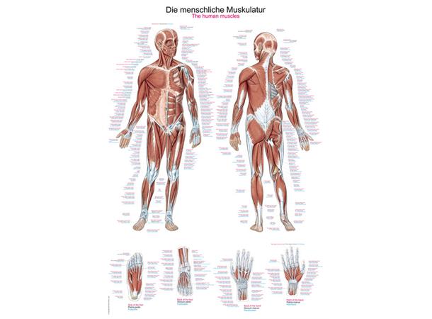 Plakat Human musculature AL100 